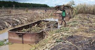 Image result for GUYANA INDENTURED INDIANS