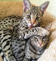 pin on servals and savannahs