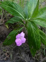 Image result for Impatiens irvingii