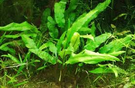In this post, i will detail the setup and general requirements of growing cryptocoryne fully emergent. Cryptocoryne Plants For The Paludarium Paludariums Net