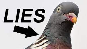 Birds Aren T Real Know Your Meme