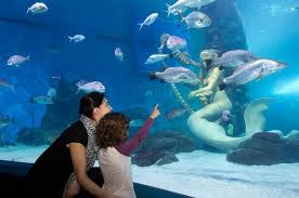 Activities In Melbourne Australia Sea Life Melbourne Aquarium Sea Life Australia Tours