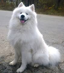 Overall, the afgan hound has the longest coat. Samoyed Dog Wikipedia