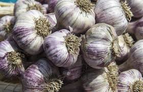 Image result for Garlic