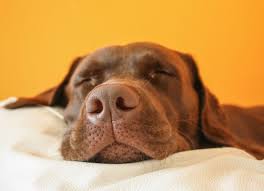 Cancer is the leading cause of death in dogs. Nose And Sinus Cancer Squamous Cell Carcinoma In Dogs Petmd
