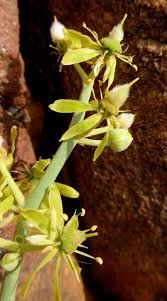 Image result for Balanites aegyptiaca