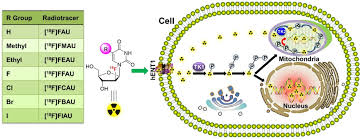 Exploring Solvent Effects in the Radiosynthesis of 18F-Labeled Thymidine  Analogues toward Clinical Translation for Positron Emission Tomography  Imaging