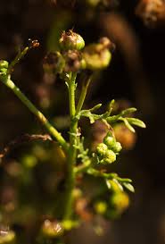 Image result for Grangea anthemoides