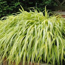 Image result for Hackelochloa