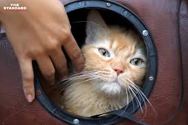 Maybe you would like to learn more about one of these? à¸šà¸£à¸£à¸¢à¸²à¸à¸²à¸¨à¹€à¸—à¸¨à¸à¸²à¸¥ The Cat Society à¸£à¸§à¸¡à¸žà¸¥à¸„à¸™à¸«à¸¥à¸‡à¹à¸¡à¸§ The Standard