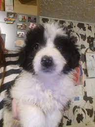 Bordoodles Border Collie X Poodle Warrington Cheshire Pets4homes Border Collie Collie Poodle
