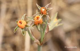 Image result for Tulbaghia acutiloba