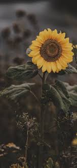 Sunflower Iphone X Wallpapers Free Download We've got the finest collection of iphone wallpapers on the web, and you can use any/all of them however you wish for free! sunflower iphone x wallpapers free download