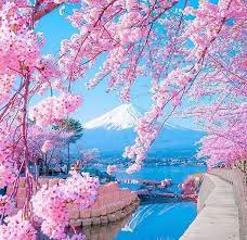 Mountfuji In Japan Spring Is Definitely The Best Time To Visit Japan When The Cherry Blossom Is In Ful Beautiful Nature Wallpaper Nature Pictures Japan Photo