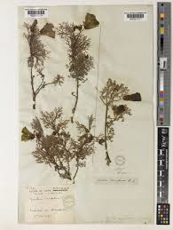 Image result for Grielum