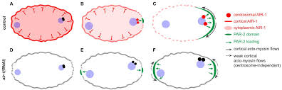 Here we'll round up the latest free codes in the game so you can claim some free spins and power yourself up. Aurora A Depletion Reveals Centrosome Independent Polarization Mechanism In Caenorhabditis Elegans Elife