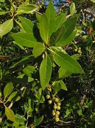Image result for Conocarpus