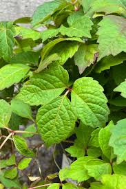Image result for Parthenocissus