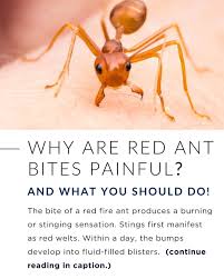 Image result for Fire Ant Sting