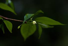 Image result for Rytigynia uhligii