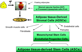 Adipose Tissue Derived Stem Cells Arteriosclerosis Thrombosis And Vascular Biology
