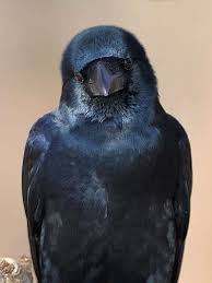 Jungle Crow Photo By Jon Kok Crow Photos Linocut Prints Art Bird Photography