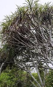 Image result for Pandanus chiliocarpus