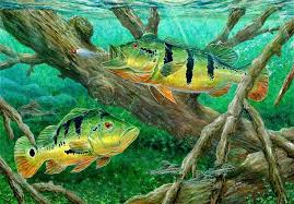 catching peacock bass pavon by terry fox fish wallpaper peacock bass fish artwork