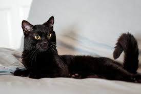 🐱 find cats and kittens locally for sale or adoption in st. Black Cat Rescue A Mission To Save Black Cats