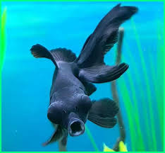 We did not find results for: Ikan Koki Ikan Koki Jadi Hitam Sebenarnya Apa Yang Terjadi