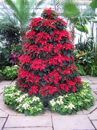 Are You Seeing This Poinsettia Tree Danya Miller Blythe Miller Blythe If We Ever Want To Spend A Zillio Poinsettia Tree Container Flowers Container Gardening