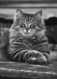 Black And White Maine Coon Cats For Sale Pin On Kat Tatoeage Ontwerpen