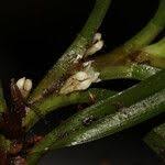 Image result for Ancistrorhynchus tenuicaulis