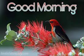 Nov 11, 2020 · the flower of a pine tree looks different from other flowers. 911 Beautiful Good Morning Nature Hd Images Pics 2021 Best Status Pics