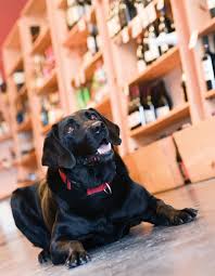 We did not find results for: The Delaware Pet Lover S Guide