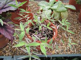 Image result for Oplismenus compositus