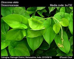 Image result for Dioscorea alata