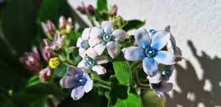 Image result for Oxypetalum