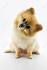 Pomeranian Names - The Very Best Names For Your Beautiful ...