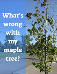 • japanese maple trees are a great addition to any yard. 13 Common Maple Tree Problems And Diseases Dengarden