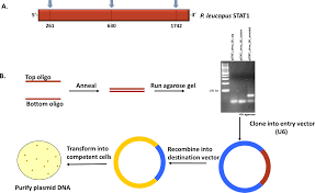 lentiviral knockdown of transcription factor stat1 in