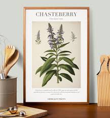 Image result for Chasteberry