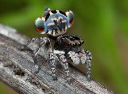 Male peacock spiders turn the cute up to 11 with bright colors and flashy dancing. Peacock Spiders Discovered See Photos Of The New Species Time