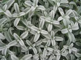 Image result for Cerastium indicum