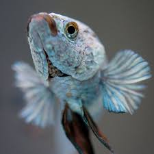 Geordie Hosting 4 U Wordpress Wordpress Website Builder Website Hosting Betta Food Betta Betta Fish