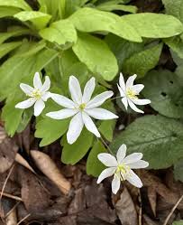 Image result for Launaea rogersii