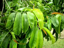 Image result for Garcinia volkensii