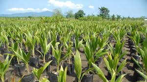 Tingkat 2 hotel al ansar, kota bharu, 15000, malaysia. K Tan Allocates Rm400k For Coconut Seedlings Distribution