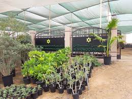 572 likes · 92 talking about this. Al Shomoos Nursery Gardening Landscaping In Warsan 3 Dubai