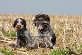 Image result for griffon korthalsův